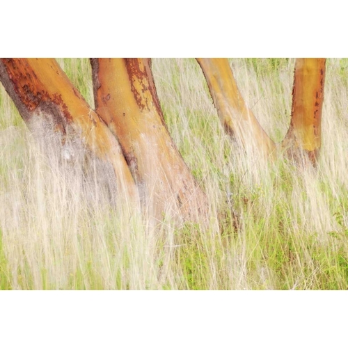 Washington, San Juans Grasses and madrone trees